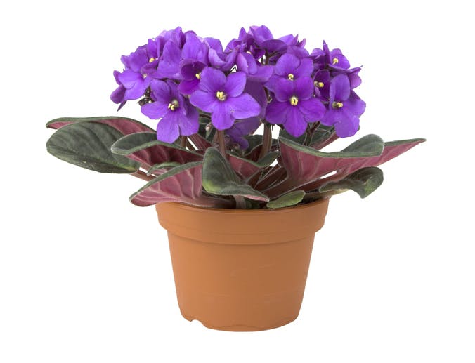 gettyimages 114396954 WnoE